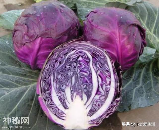 这种紫色包菜不一般，营养丰富吃法多样，养生保健人士都喜欢吃它-4.jpg