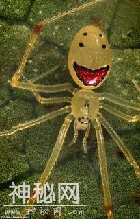 世界上最罕见且最漂亮的的52种动物之一——笑脸蜘蛛-4.jpg