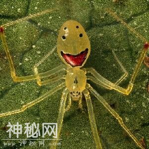 世界上最罕见且最漂亮的的52种动物之一——笑脸蜘蛛-5.jpg