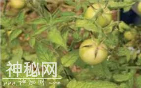 警惕！番茄褐色皱纹果病毒来袭！请注意防范-8.jpg