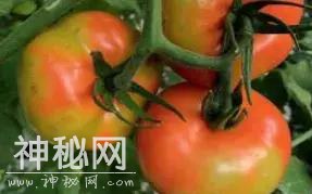 警惕！番茄褐色皱纹果病毒来袭！请注意防范-10.jpg