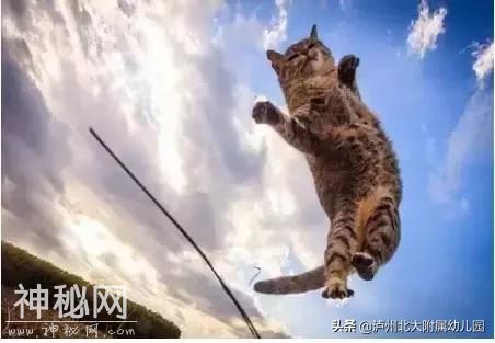 幼儿园老师「萌猫系」表情大全！太搞笑了！可是这背后的心酸……-33.jpg