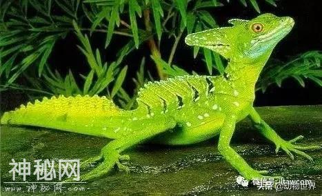 动物世界中的轻功水上漂-双冠蜥-2.jpg