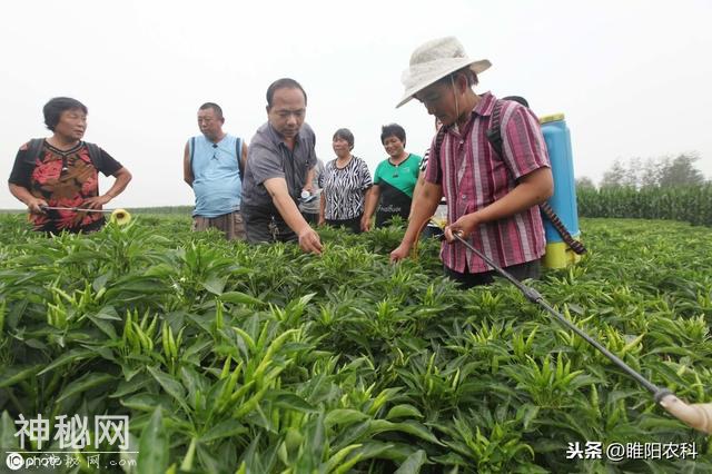 记住这几个药方，能铲除100多种所有真菌、细菌病害-4.jpg