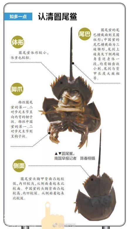 5亿年前的生物你竟然也敢吃？小心成为下一个他...-5.jpg