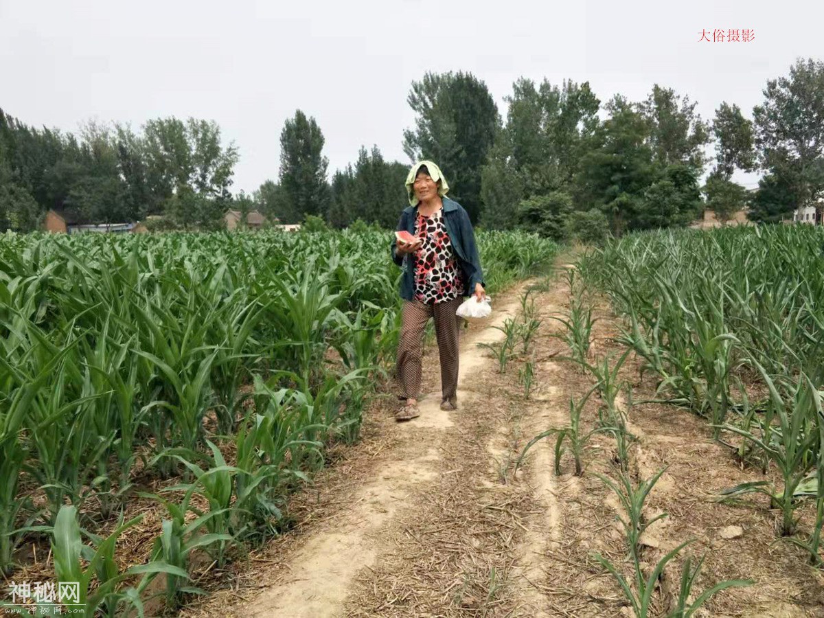 图虫人文摄影：2019玉米（九）-2.jpg