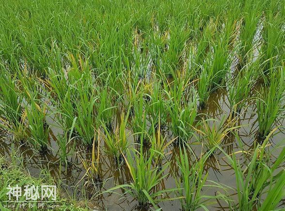 三分钟看完水稻病毒病识别、预防和防控补救攻略，你就是专家-8.jpg