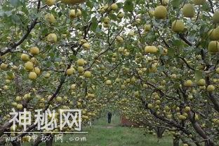 神怪鬼故事：一毛不拔铁公鸡，一车香梨全送人-3.jpg
