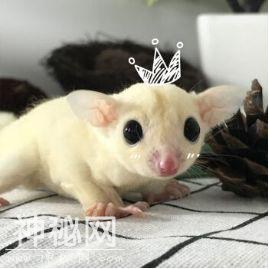 除了猫狗，还有哪些小动物适合做宠物？4种治愈系萌宠融化你的心-4.jpg