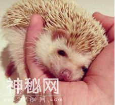 除了猫狗，还有哪些小动物适合做宠物？4种治愈系萌宠融化你的心-5.jpg