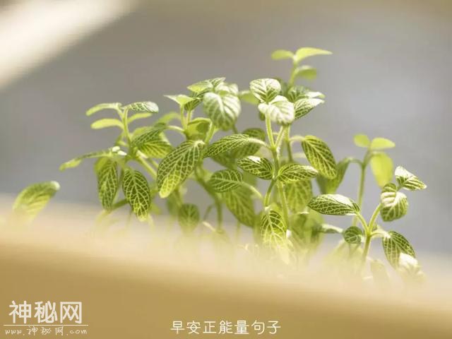 早安心灵鸡汤励志短句-10.jpg