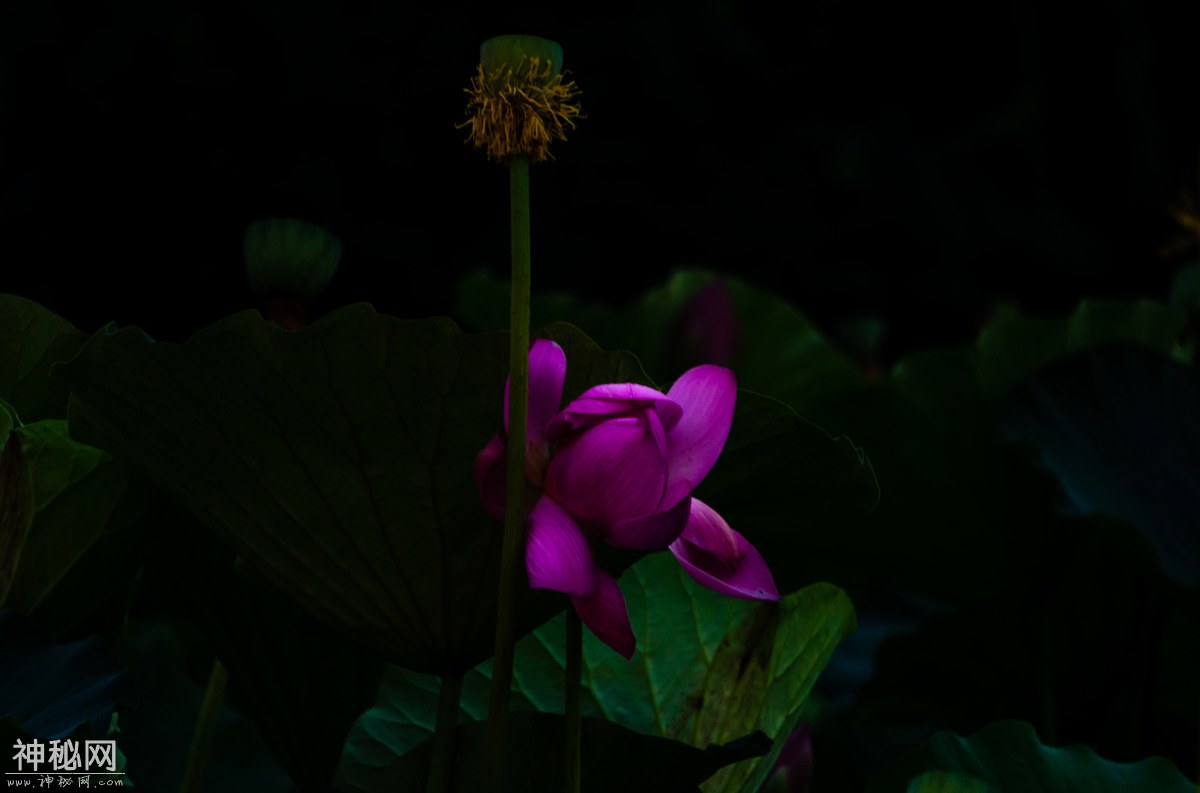 图虫人文摄影：荷花-9.jpg