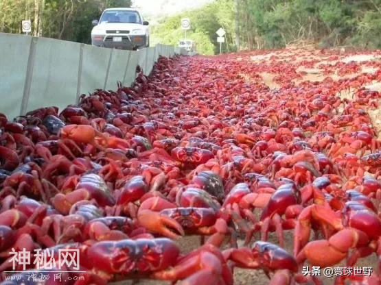 地球上发生的非常罕见自然现象，最后两张图到现在依旧是个谜-14.jpg