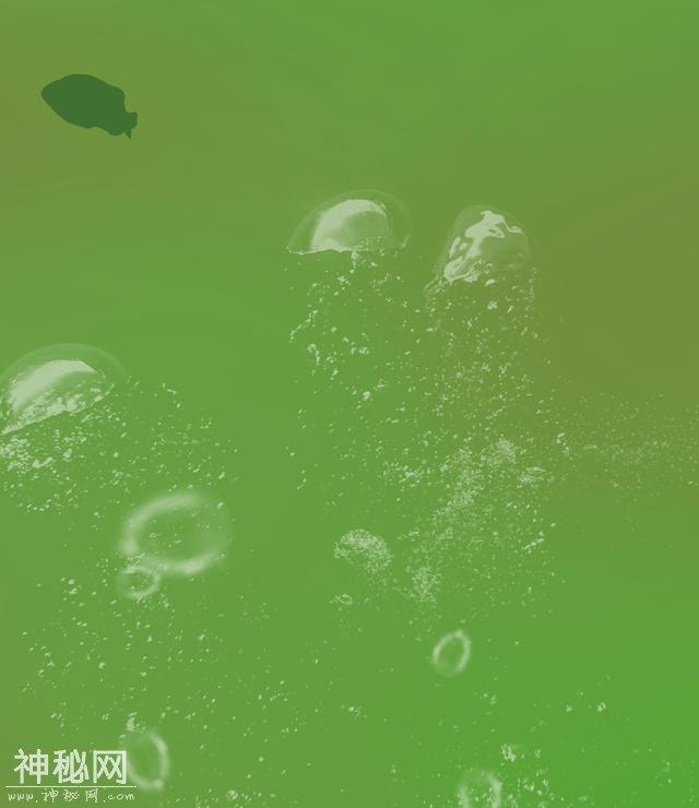 塑料垃圾污染越来越严重，海洋生物都进化成这样-9.jpg