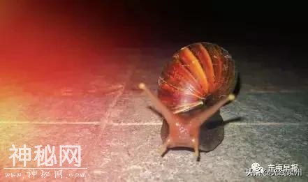 紧急！福建大量出现这种生物！传播结核病和致命脑膜炎！千万别碰它-1.jpg