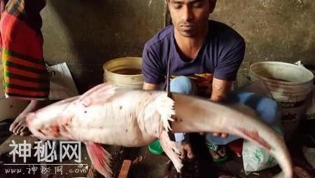 这种生物，中国吃货都没办法，却被印度人吃到灭绝-1.jpg