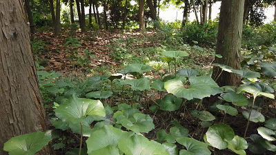 鸟类生活的天堂！嘉定唯一的野生动物栖息地，你知道吗？-5.jpg