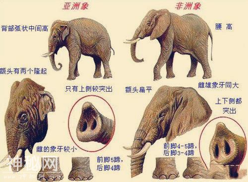 动物精英汇：非洲之王的坟场之谜-2.jpg