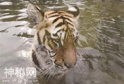 动物们的花式度夏-1.jpg