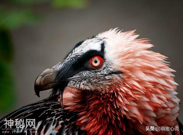 15个惊人的动物冷知识 | 没错，哪怕是你的生物老师也不一定知道-11.jpg