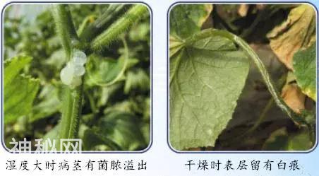 学会这一招，轻松分辨细菌、真菌、病毒、生理性病害以及药害肥害-8.jpg