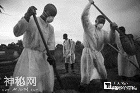 「科普」-“埃博拉”世上最凶残的病毒-9.jpg