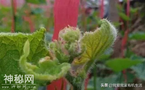 被坑惨了——懵！这些与“病毒病”真的很像-6.jpg