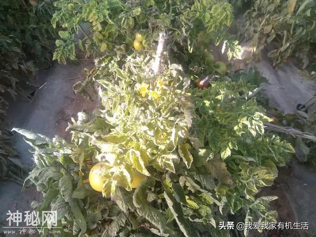 被坑惨了——懵！这些与“病毒病”真的很像-4.jpg