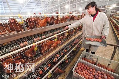 双证鸡蛋是什么？为什么它的合格率更高？-4.jpg