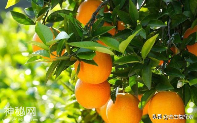 7.5米食肉恐龙踩个脚印，被中国古生物学家发现了-2.jpg