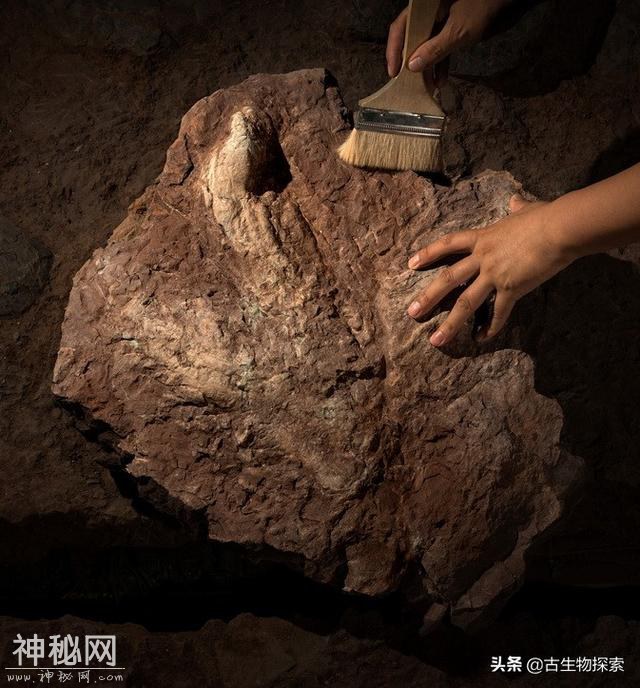 7.5米食肉恐龙踩个脚印，被中国古生物学家发现了-6.jpg