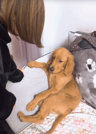 搞笑GIF：哥们，你媳妇掉了，真是粗心啊-2.jpg