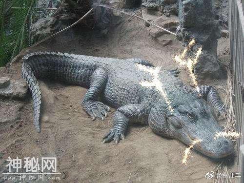 龙的原型是什么动物-3.jpg