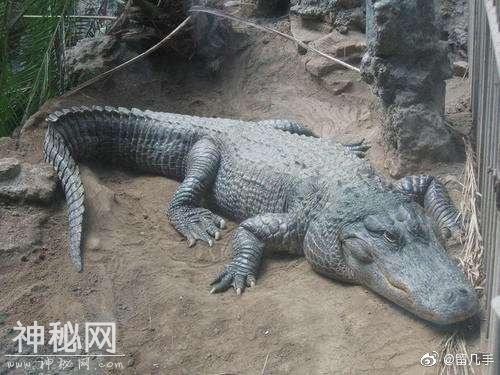 龙的原型是什么动物-2.jpg