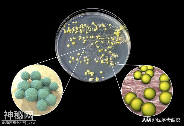 回归自然：细菌刺激产生免疫力——家里太干净的孩子更容易得哮喘-6.jpg