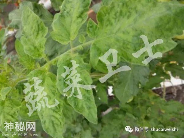 新型病毒—番茄褐色皱纹果病毒列入通缉名单-1.jpg