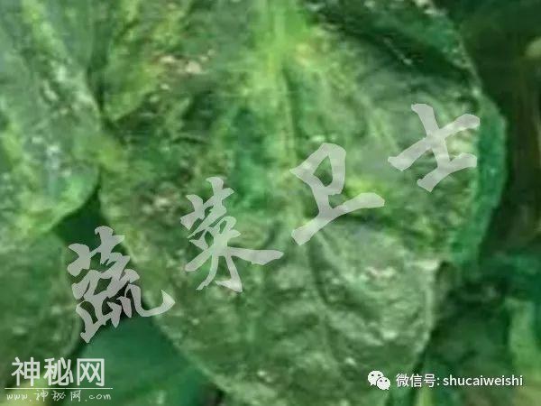 新型病毒—番茄褐色皱纹果病毒列入通缉名单-3.jpg