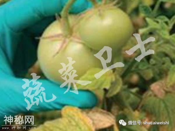 新型病毒—番茄褐色皱纹果病毒列入通缉名单-5.jpg