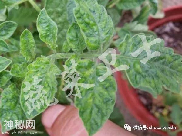 新型病毒—番茄褐色皱纹果病毒列入通缉名单-2.jpg