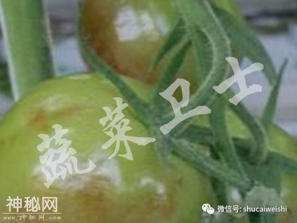 新型病毒—番茄褐色皱纹果病毒列入通缉名单-8.jpg