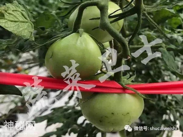 新型病毒—番茄褐色皱纹果病毒列入通缉名单-6.jpg