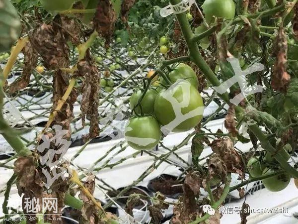 新型病毒—番茄褐色皱纹果病毒列入通缉名单-11.jpg