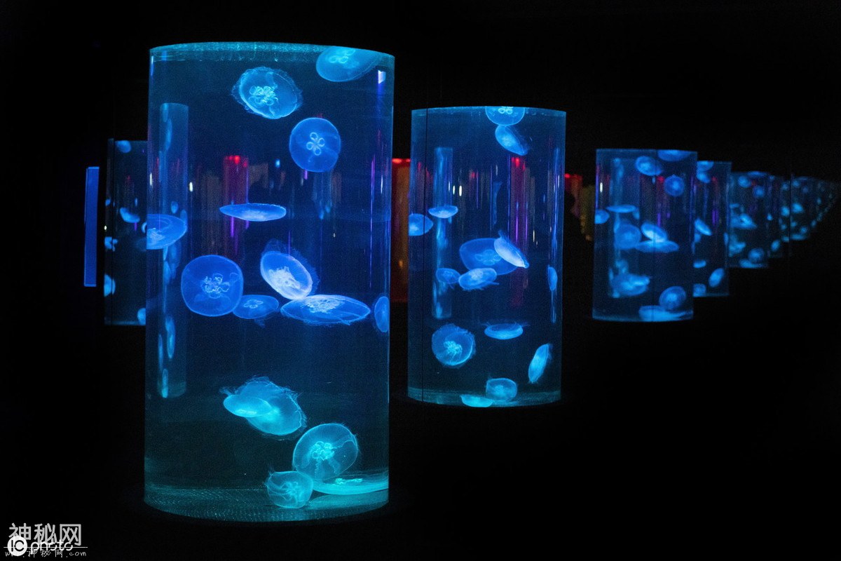 水族箱里的水母都去哪里了？粉色罕见水母，温情脉脉却暗藏杀机-4.jpg