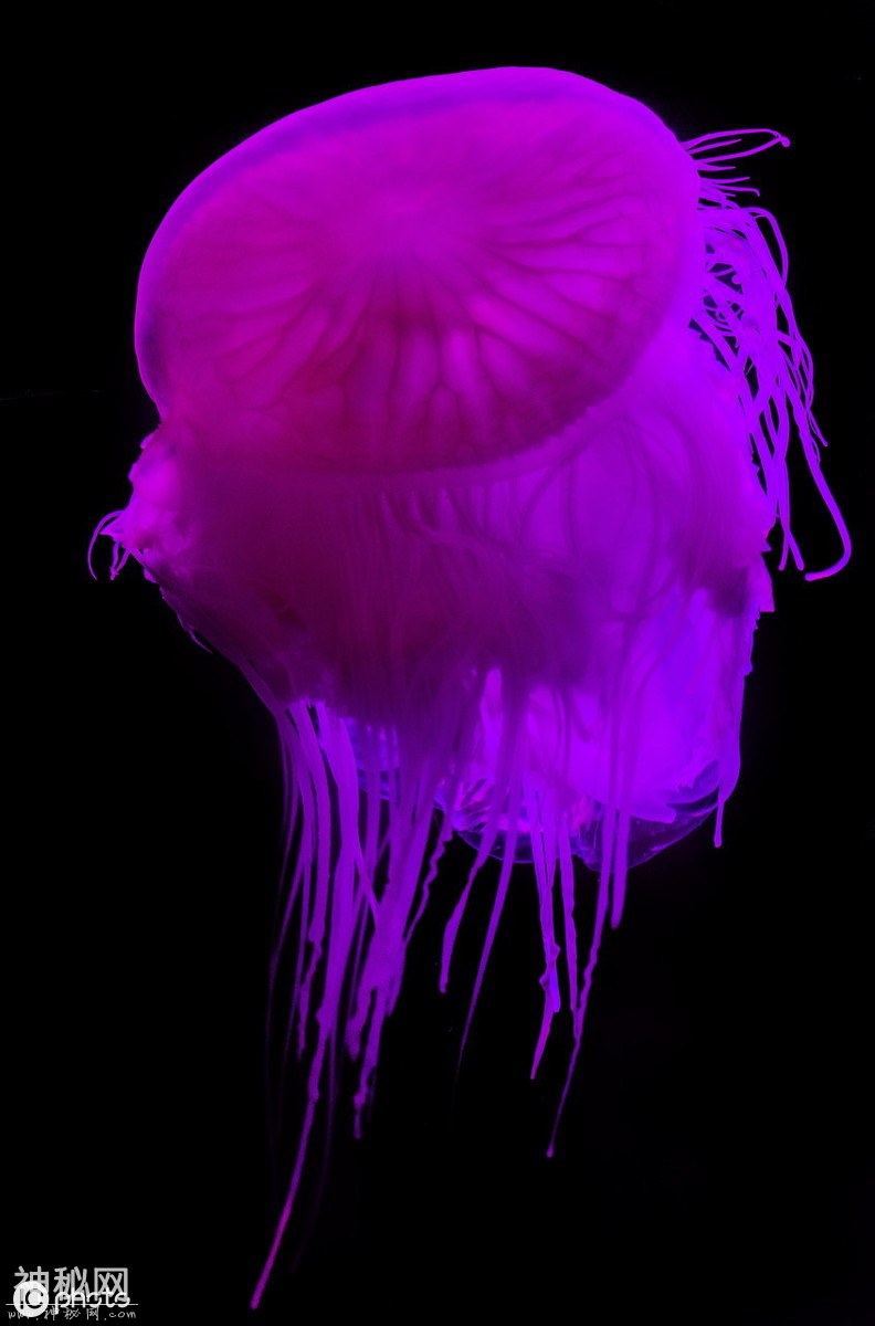 水族箱里的水母都去哪里了？粉色罕见水母，温情脉脉却暗藏杀机-6.jpg