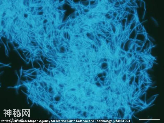 科学家发现的：地下深处罕见的微生物“僵尸细菌”-3.jpg