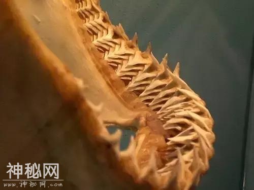 为什么动物从来不刷牙，牙齿却依然很健康？-3.jpg