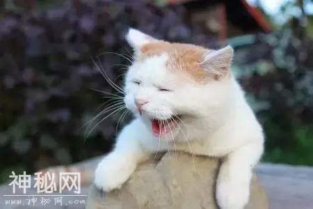 为什么动物从来不刷牙，牙齿却依然很健康？-1.jpg