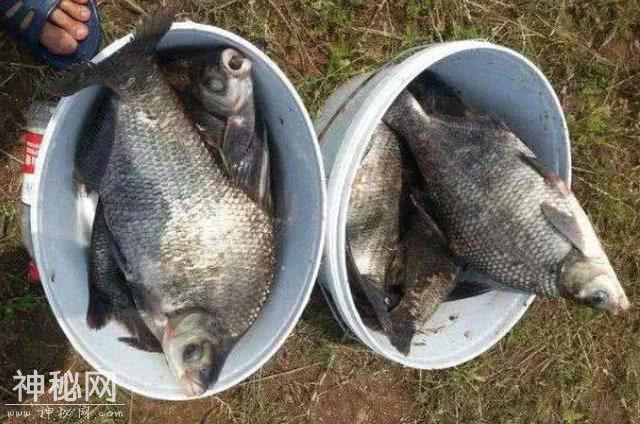 才刚立秋，鳊鱼就钓不好了？辛亏有这4个“制胜绝技”，莫忽视-4.jpg