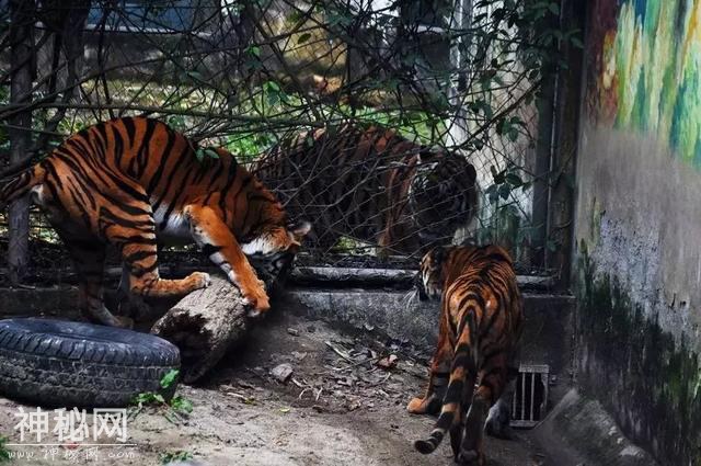 西南最大动物世界，熊猫、长颈鹿、斑马、鸵鸟…3000多只动物任你看-9.jpg