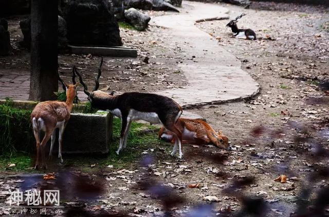 西南最大动物世界，熊猫、长颈鹿、斑马、鸵鸟…3000多只动物任你看-10.jpg